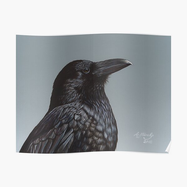 Study of a Raven Poster