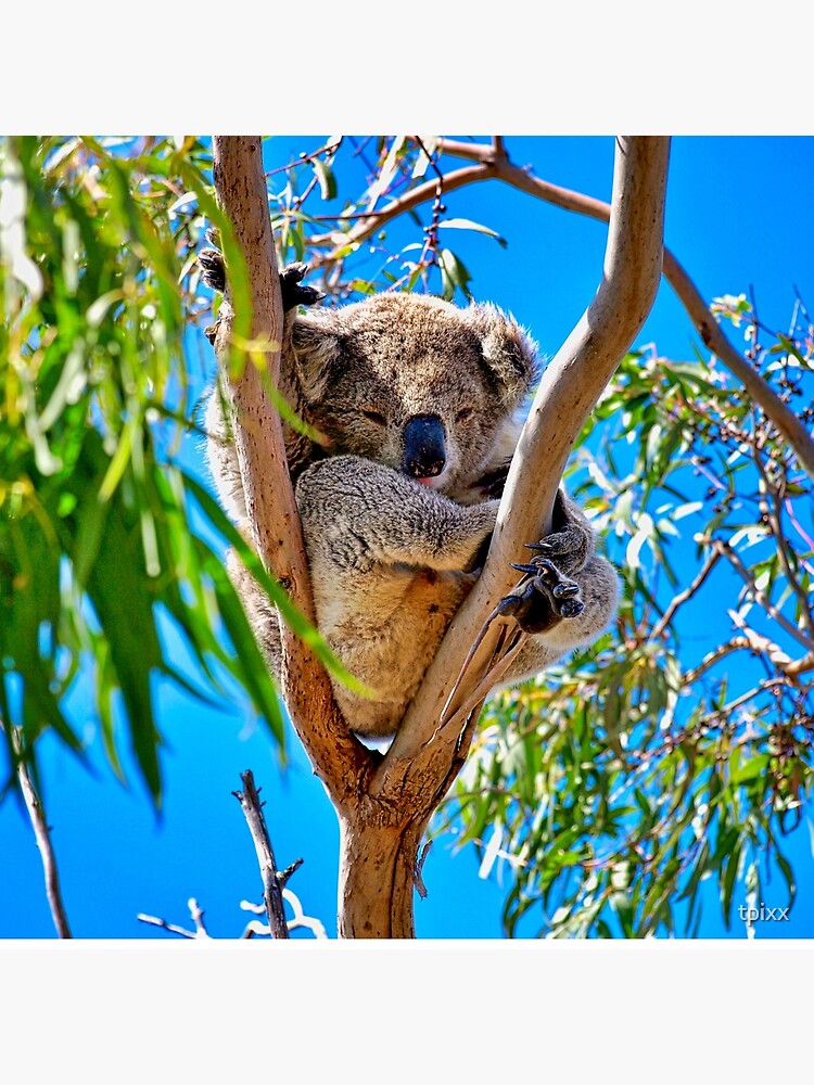 Lovely Australian Koala Bear