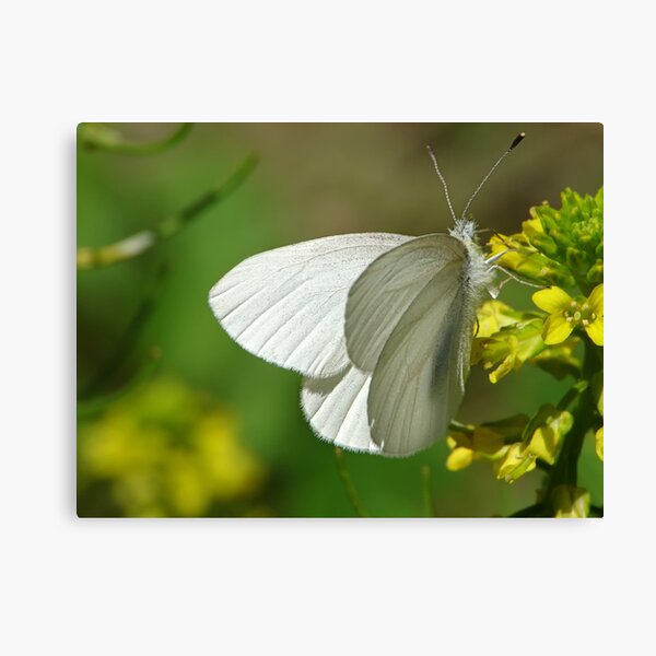 Springtime Fresh White Butterfly Canvas Print