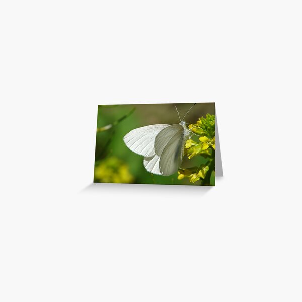 Springtime Fresh White Butterfly Greeting Card