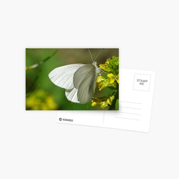 Springtime Fresh White Butterfly Postcard
