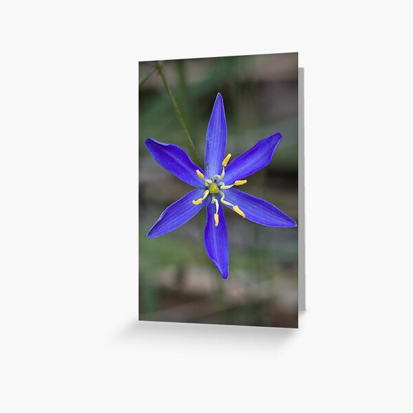 Item preview, Tufted Blue Lily - Thelionema caespitosum designed and sold by Paul Piko.