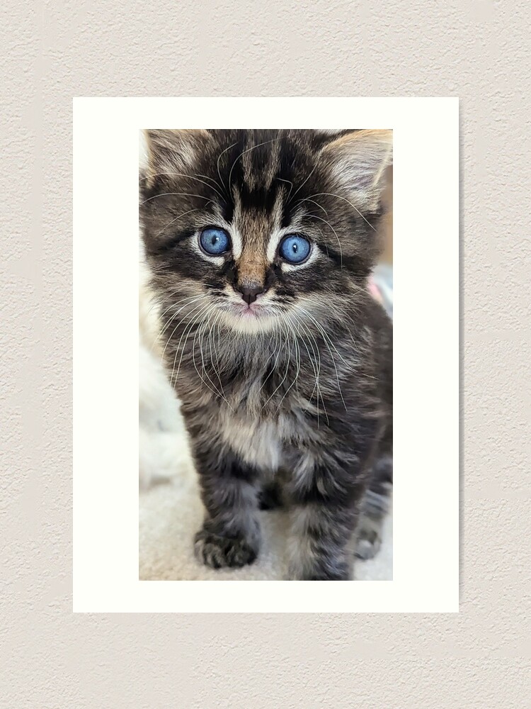Tiger striped ragdoll Norwegian forest tabby kittens Art Print
