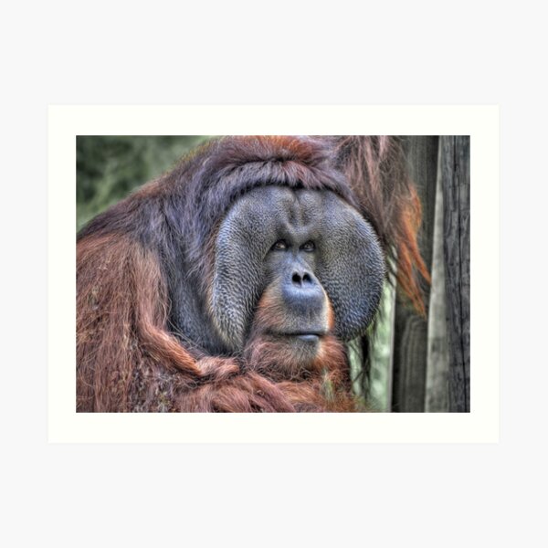 Orangutan Art Print