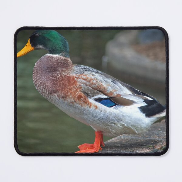 Item preview, Quack Quack Quack designed and sold by Blackadder Photography.