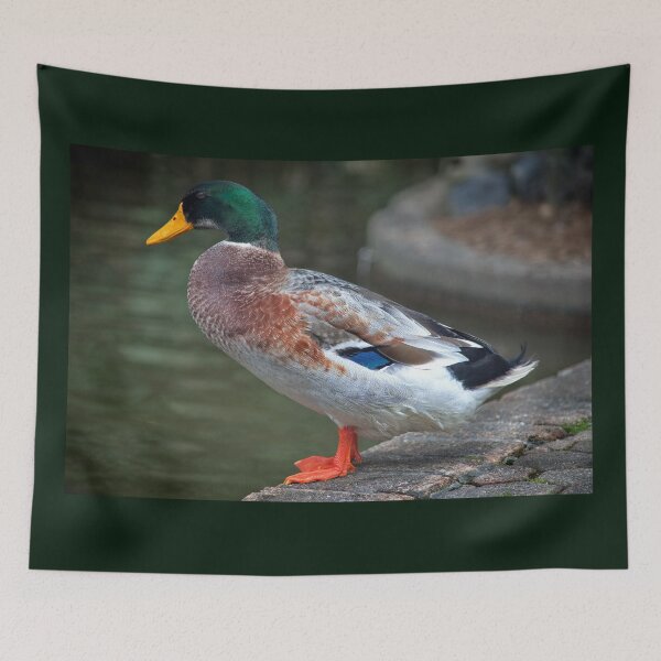 Item preview, Quack Quack Quack designed and sold by Blackadder Photography.