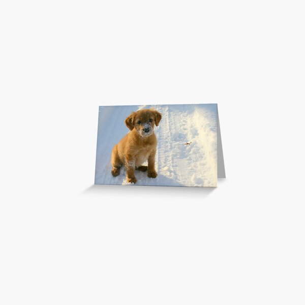 The Life of a Puppy Greeting Card