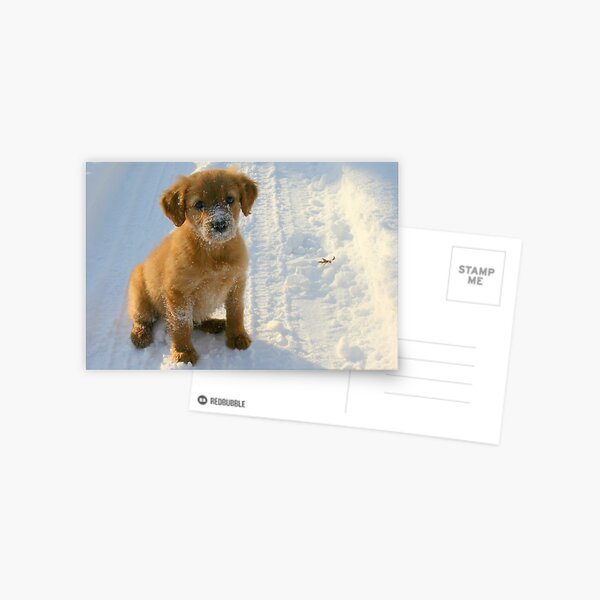 The Life of a Puppy Postcard