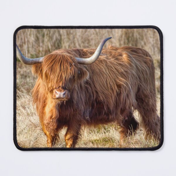 Item preview, Scottish Highland Cow  designed and sold by Derren Jones.