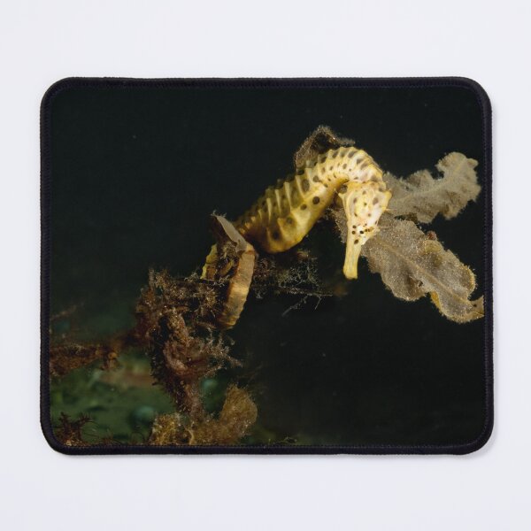 Item preview, Bigbelly seahorse at night designed and sold by Mark Stiebel.