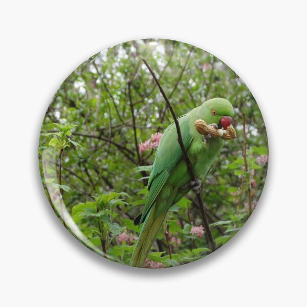 Item preview, Green Rose-ringed Parakeet eating a peanut designed and sold by TwistedClassics.