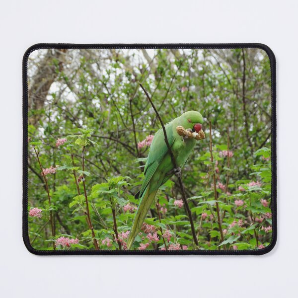 Item preview, Green Rose-ringed Parakeet eating a peanut designed and sold by TwistedClassics.