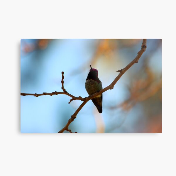 Staying behind Metal Print