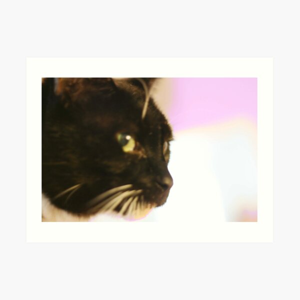 Cat looks here... Art Print