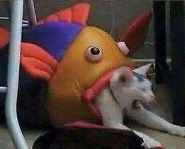 fish eats cat