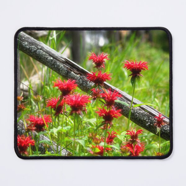 Item preview, Bee Balm in the Garden designed and sold by Kathy Weaver.