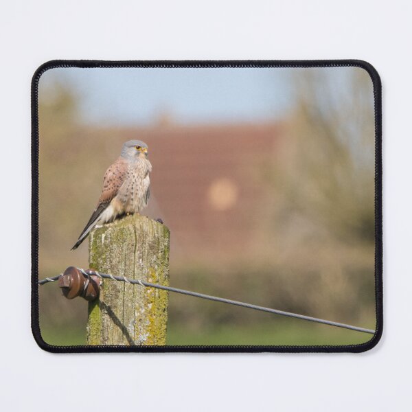 Item preview, Kestrel designed and sold by LaurenTucker.