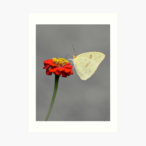 Cloudless Sulphur Art Print