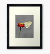 Cloudless Sulphur Framed Print