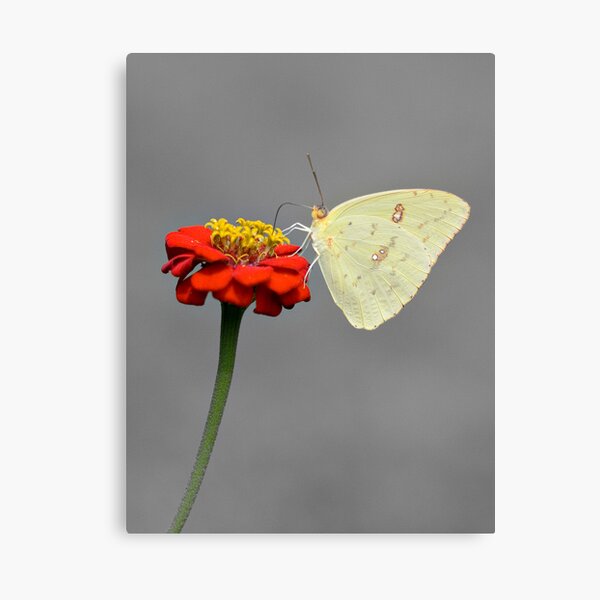 Cloudless Sulphur Canvas Print