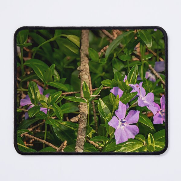 Item preview, Early Periwinkles designed and sold by Steve Walser.