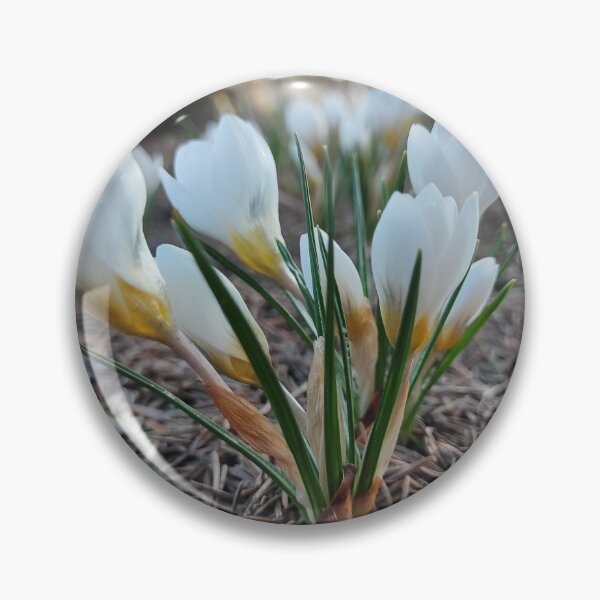 Item preview, White crocus and the spring designed and sold by Raigitam.