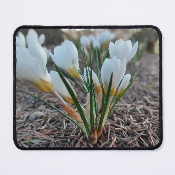 Item preview, White crocus and the spring designed and sold by Raigitam.