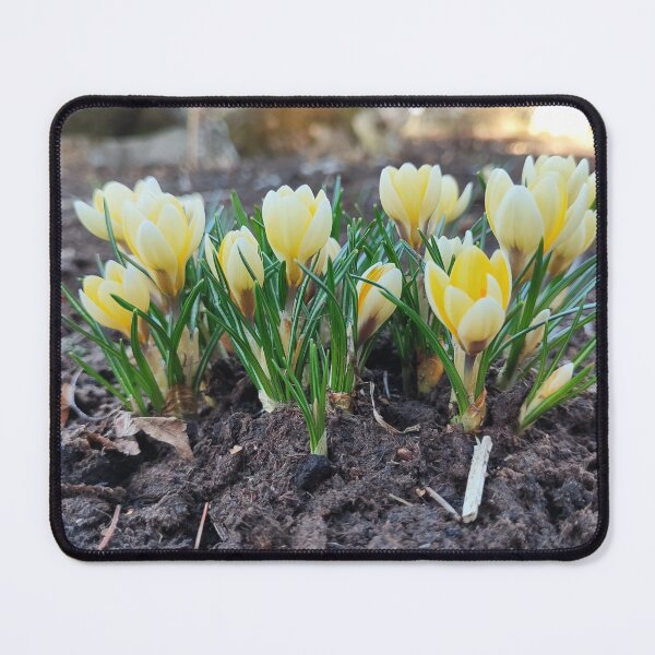 Item preview, Yellow crocuses like sunbeams designed and sold by Raigitam.