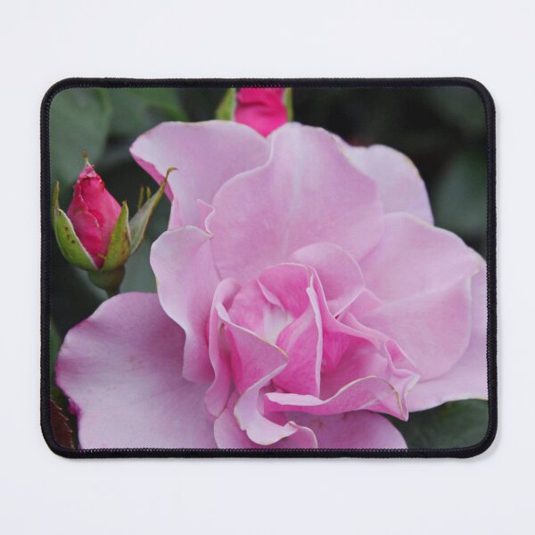 Item preview, Bewitched Hybrid Tea Rose designed and sold by Robert Armendariz.