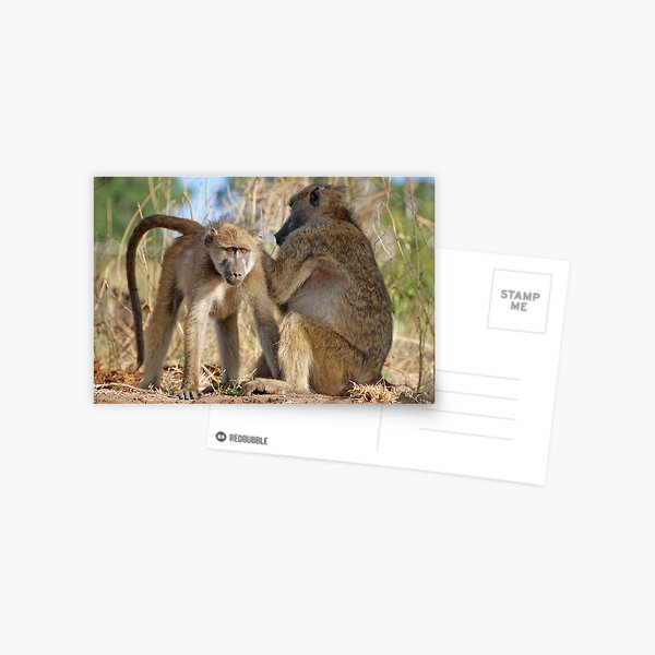Vista previa del artículo con la obra «Yes, that's where it is!  Baboons,  Chobe National Park, Botswana», diseñado y vendido por Adrian Paul.