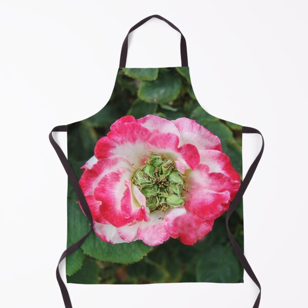 Item preview, Roses Growing Seeds designed and sold by heatherfriedman.