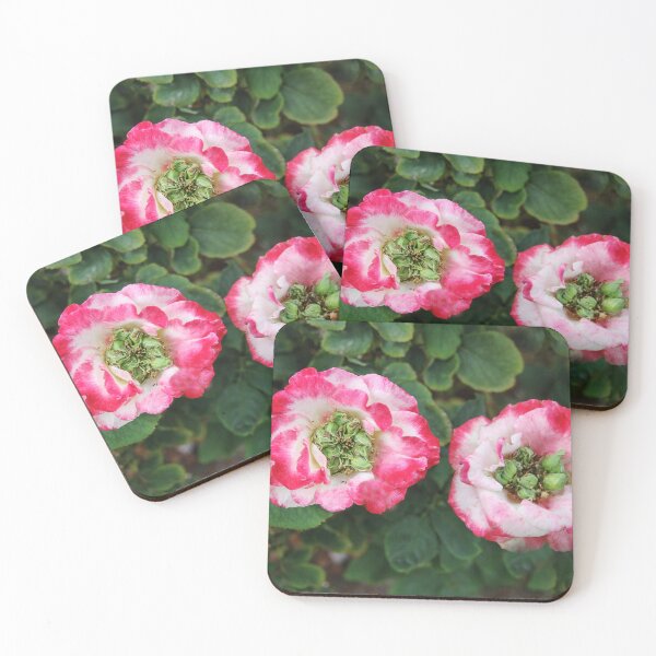 Item preview, Roses Growing Seeds designed and sold by heatherfriedman.