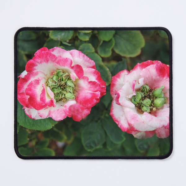 Item preview, Roses Growing Seeds designed and sold by heatherfriedman.