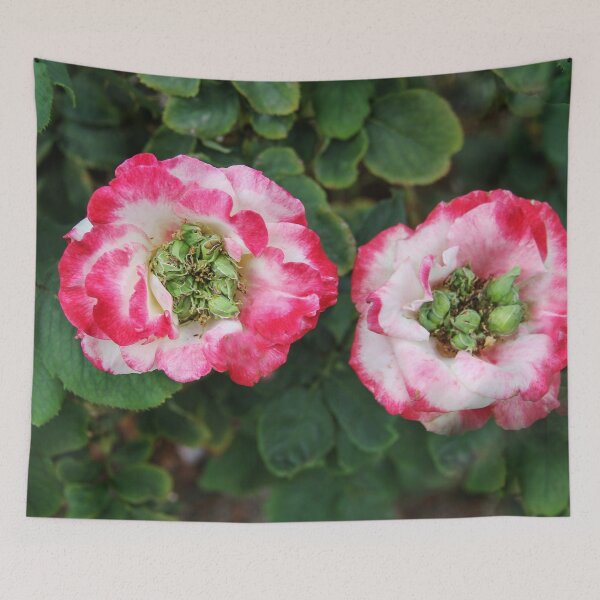Item preview, Roses Growing Seeds designed and sold by heatherfriedman.