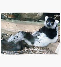 Relaxing Lemur Poster