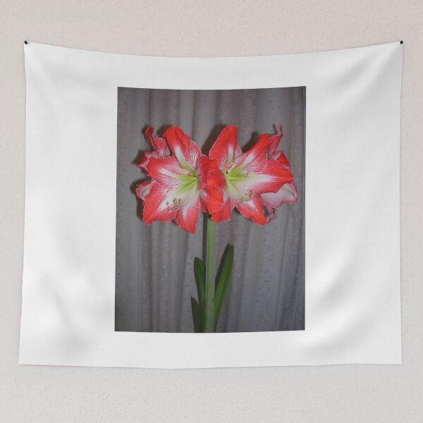 Item preview, Amaryllis Christmas Gift designed and sold by lezvee.