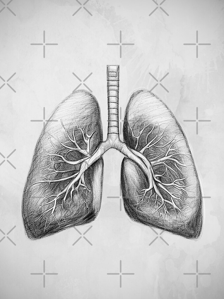 Heart and lungs pencil study Drawing helps me out with anatomy for  nursing school  rdrawing