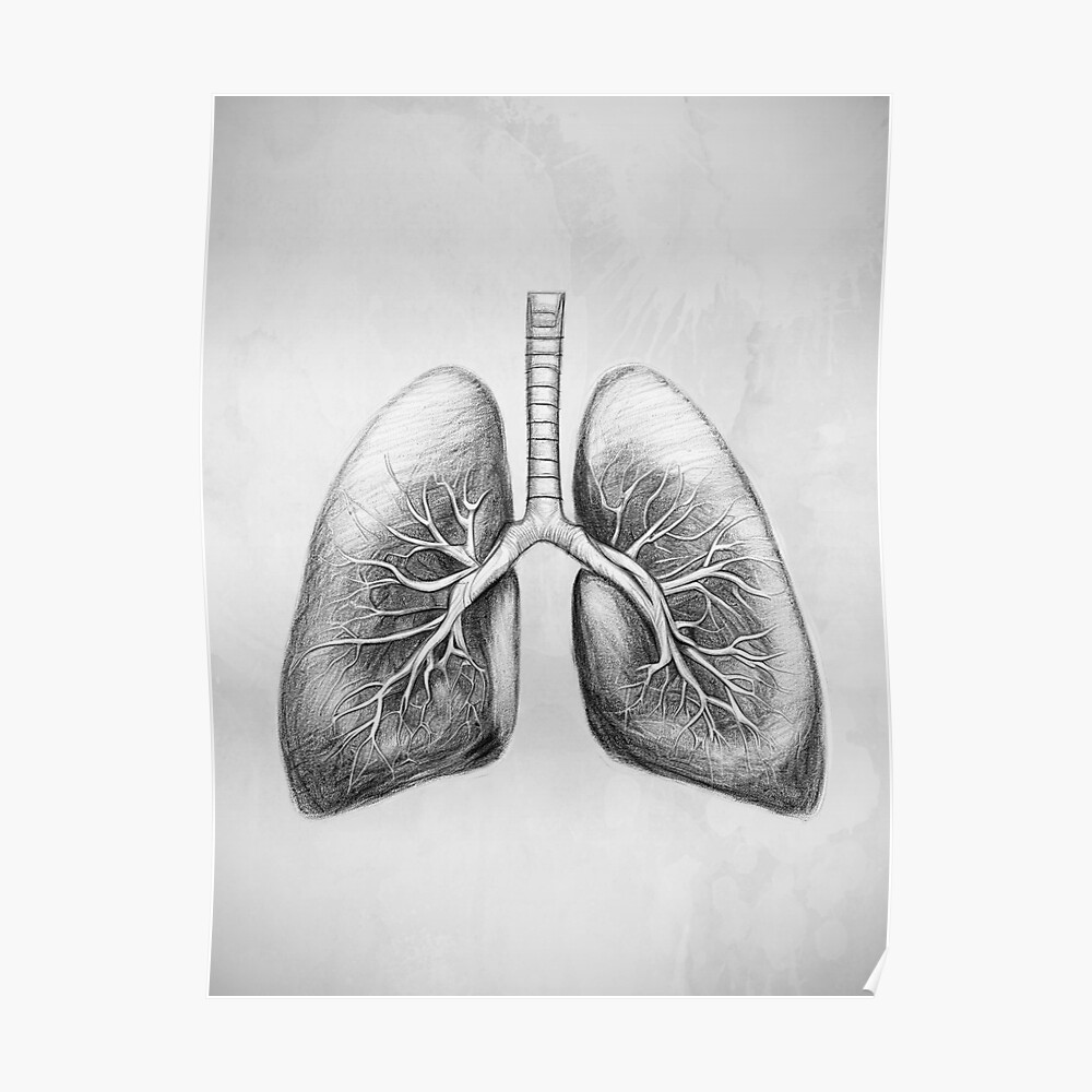 How to Draw Lungs  Really Easy Drawing Tutorial