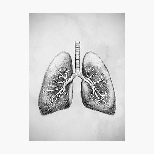 how to draw a real lungs