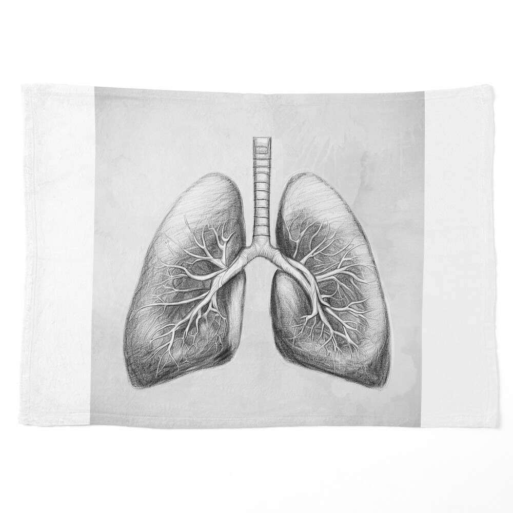 Human Lungs Sketch In Color Stock Illustration - Download Image Now -  Anatomy, Art, Biology - iStock