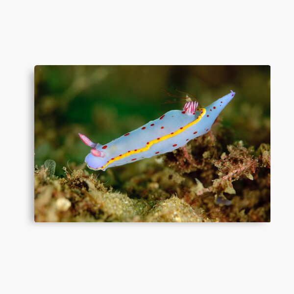 Nudibranch - Hypselodoris bennetti Canvas Print