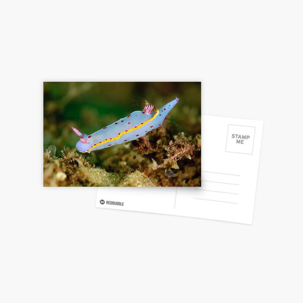 Nudibranch - Hypselodoris bennetti Postcard