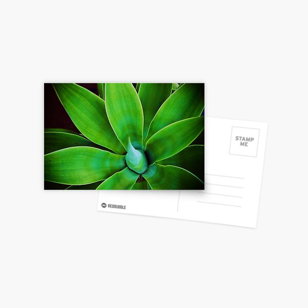 Agave Postcard