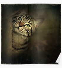 A Little Shy Poster