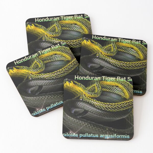 Item preview, Honduran Tiger Rat Snake Spilotes pullatus argusiformis  designed and sold by StrangeFetish.