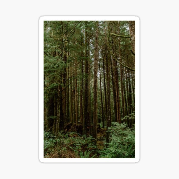 Forks, La Push, Washington Photography Print Sticker