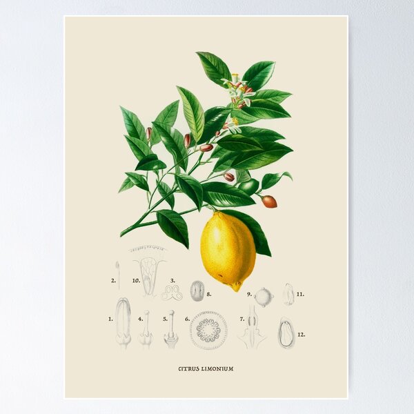 Item preview, Lemon Antique Botanical Illustration designed and sold by Antiquated Art.