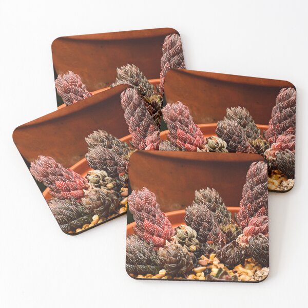 Item preview, Variegated Haworthia Succultents designed and sold by BBrightman.