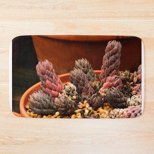 Item preview, Variegated Haworthia Succultents designed and sold by BBrightman.