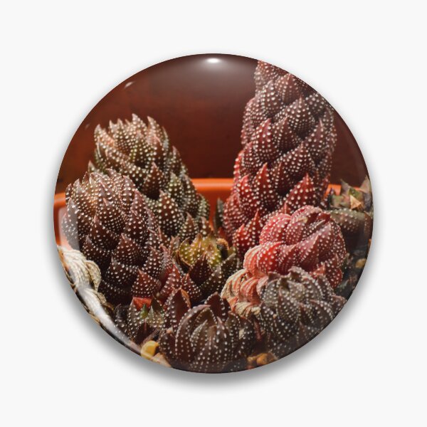 Item preview, Variegated Haworthia Succultents designed and sold by BBrightman.